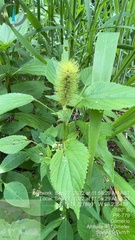 Acalypha alopecuroidea