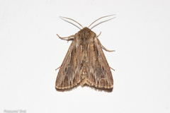 Persectania aversa