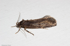 Atomotricha