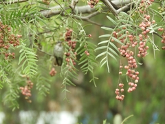 Elliotomyia chionogaster