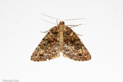 Pseudocoremia productata