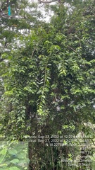 Trichostigma octandrum