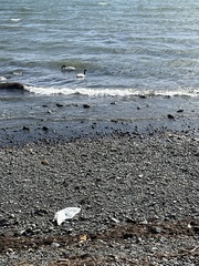 Cygnus melancoryphus