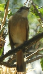 Knipolegus aterrimus