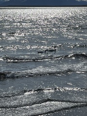 Cygnus melancoryphus