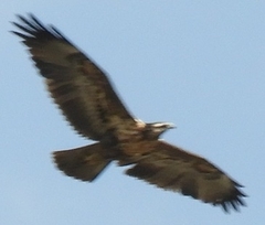 Geranoaetus melanoleucus