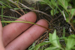 Juncus