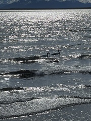 Cygnus melancoryphus