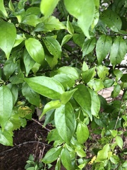 Geniostoma ligustrifolium