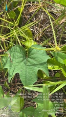 Ipomoea tiliacea