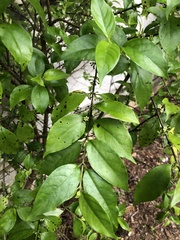 Geniostoma ligustrifolium