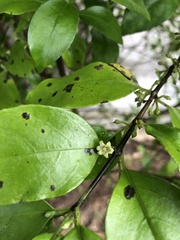 Geniostoma ligustrifolium