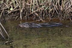 Ondatra zibethicus zibethicus