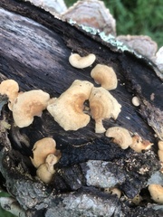 Panellus