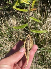 Asclepias tuberosa