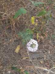 Glandularia mendocina