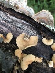 Panellus