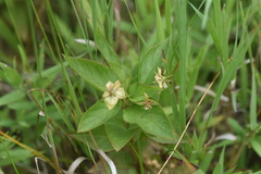 Lysimachia