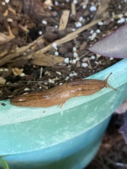 Ambigolimax valentianus