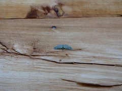 Pasiphila rectangulata