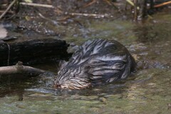 Ondatra zibethicus zibethicus