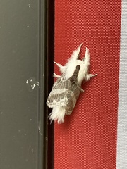 Tolype velleda