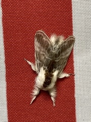 Tolype velleda