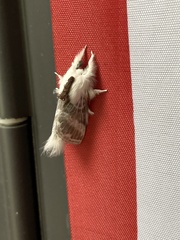 Tolype velleda