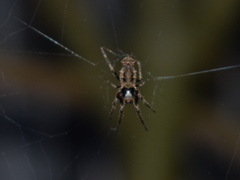 Wagneriana