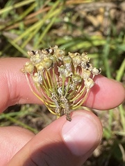 Allium canadense