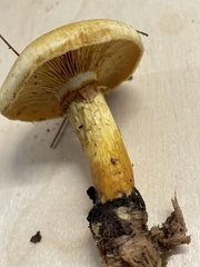 Gymnopilus
