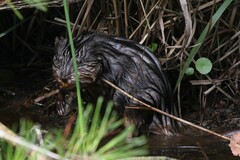 Ondatra zibethicus zibethicus