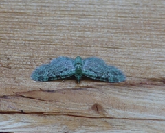 Pasiphila rectangulata