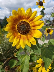 Helianthus