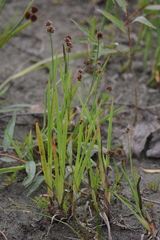 Juncus