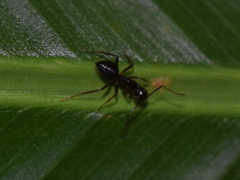 Camponotus atriceps