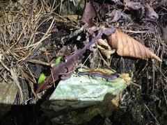 Plethodon yonahlossee