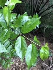 Geniostoma ligustrifolium