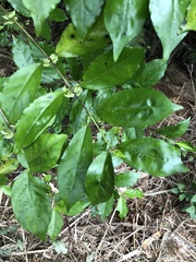 Geniostoma ligustrifolium