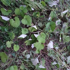 Erysiphe cruciferarum
