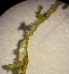 Fuscocephaloziopsis lunulifolia