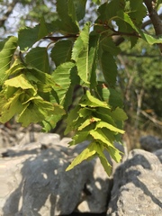 Carpinus orientalis