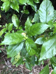 Geniostoma ligustrifolium