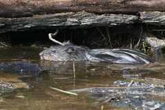 Ondatra zibethicus zibethicus