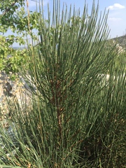 Ephedra major
