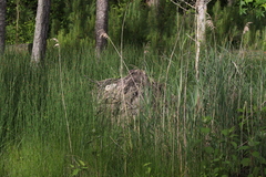 Ondatra zibethicus zibethicus