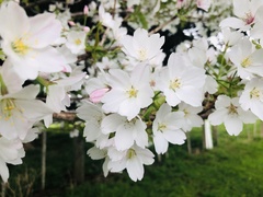 Prunus × yedoensis