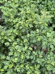 Artemisia indica