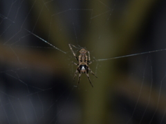 Wagneriana