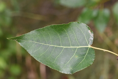 Phyllocnistis